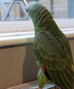 red lored amazon parrot for sale