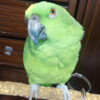 buy yellow naped amazon parrot