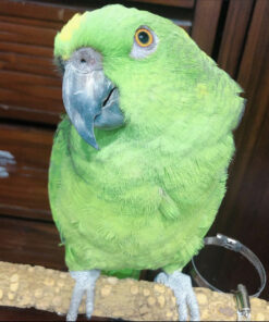 buy yellow naped amazon parrot