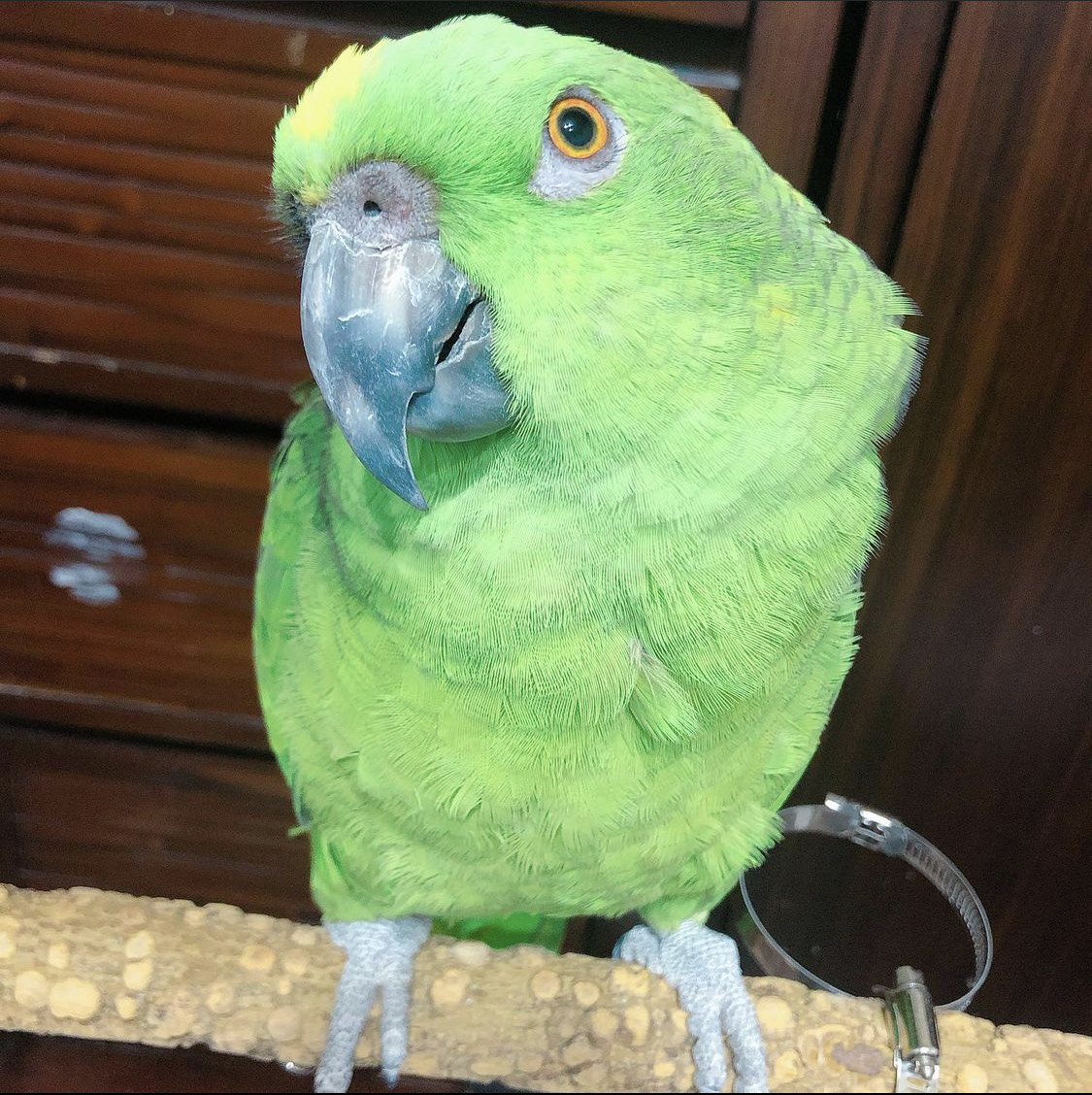 Yellow Naped Amazon for Sale - Best Yellow Naped Parrots