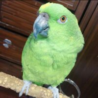 buy yellow naped amazon parrot