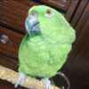 yellow naped amazon for sale