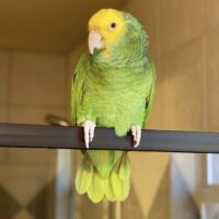 buy yellow double headed amazon parrot