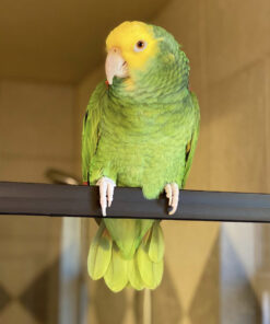 buy yellow double headed amazon parrot