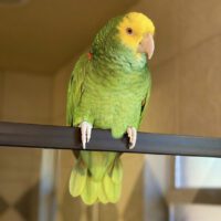 Double Yellow Headed Amazon for sale