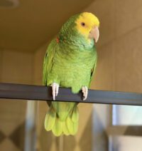 Double Yellow Headed Amazon for sale