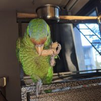 amazon parrot for sale