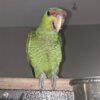 Buy lilac crowned amazon parrot