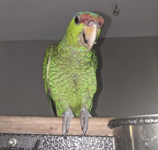 Buy lilac crowned amazon parrot