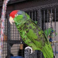 Red-Crowned Amazon Parrot for Sale