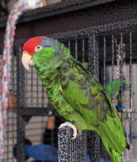 Red-Crowned Amazon Parrot for Sale