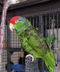 Red-Crowned Amazon Parrot for Sale
