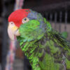 Buy green cheeked amazon parrot