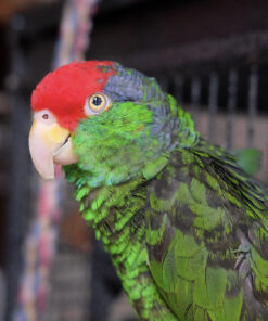 Buy green cheeked amazon parrot