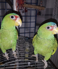 buy white fronted amazon parrot