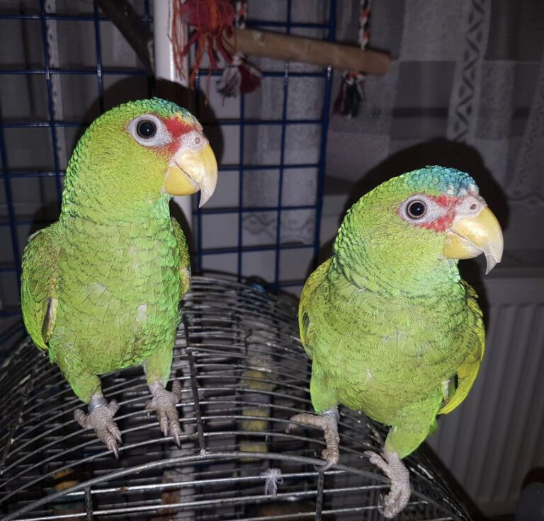 White Fronted Amazon Parrot For Sale Parrot Breeders USA   IMG 1060 768x736 