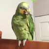 buy orange winged amazon parrot
