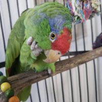 Buy Red Crowned Amazon Parrot