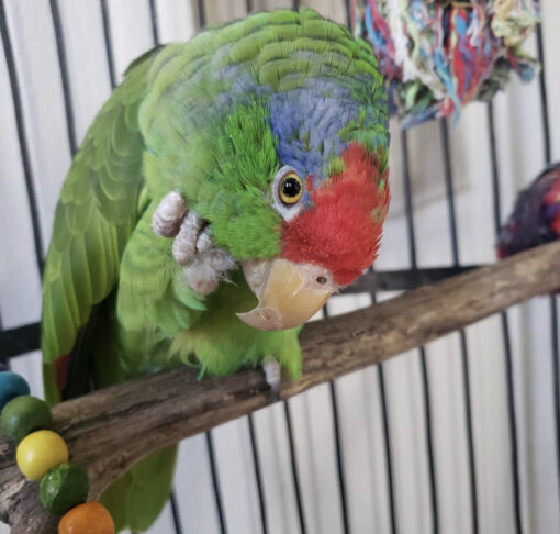 Buy Red Crowned Amazon Parrot