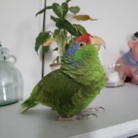 Buy Red Crowned Amazon Parrot