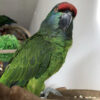 Festive Amazon Parrot For Sale
