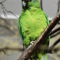 Black Billed Amazon Parrot for sale