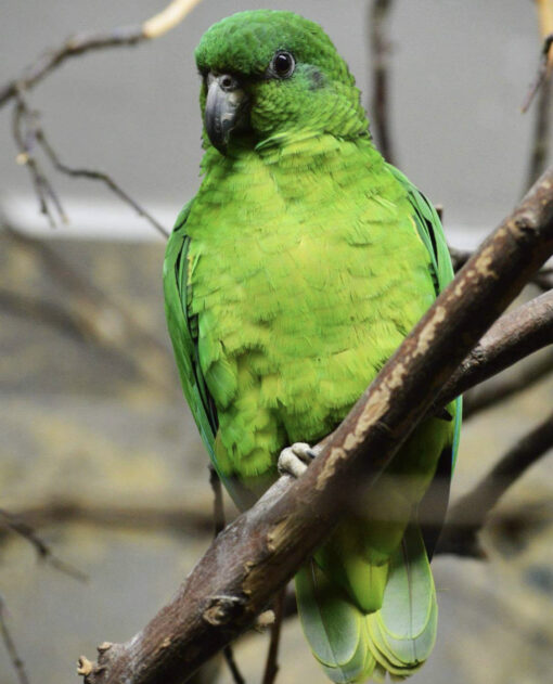 Black Billed Amazon Parrot for sale