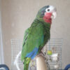 Buy Cuban Amazon parrot