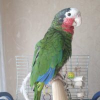 Buy Cuban Amazon parrot