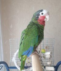 Buy Cuban Amazon parrot