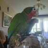 Cuban Amazon parrot for sale