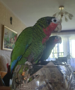 Cuban Amazon parrot for sale