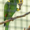 Yellow Shouldered Amazon Parrot for Sale