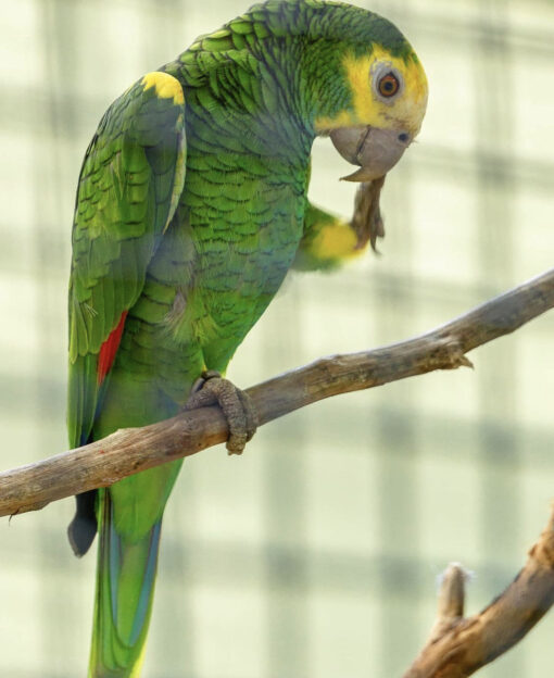 Yellow Shouldered Amazon Parrot for Sale