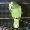 Puerto Rican Amazon Parrot for Sale