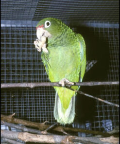 Puerto Rican Amazon Parrot for Sale
