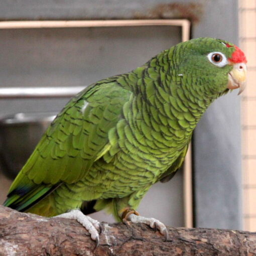 Tucumán Amazon Parrot for Sale