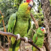 Buy Yucatan Amazon Parrot