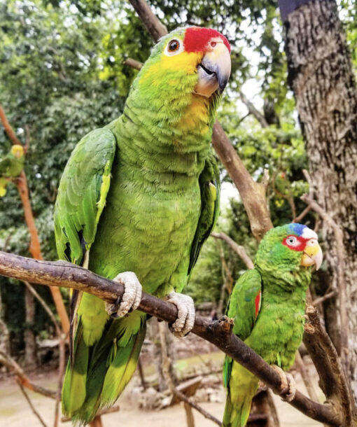 Buy Yucatan Amazon Parrot