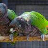 Imperial Amazon Parrot for Sale