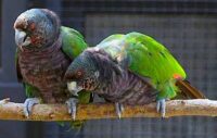 Imperial Amazon Parrot for Sale