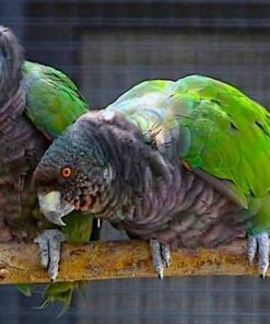 Imperial Amazon Parrot for Sale