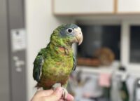 Buy Hispaniolan Amazon Parrot