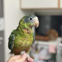 Buy Hispaniolan Amazon Parrot