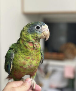 Buy Hispaniolan Amazon Parrot