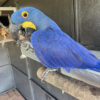 Buy Hyacinth Macaw Parrot