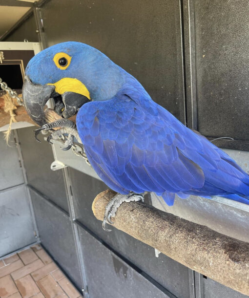 Buy Hyacinth Macaw Parrot