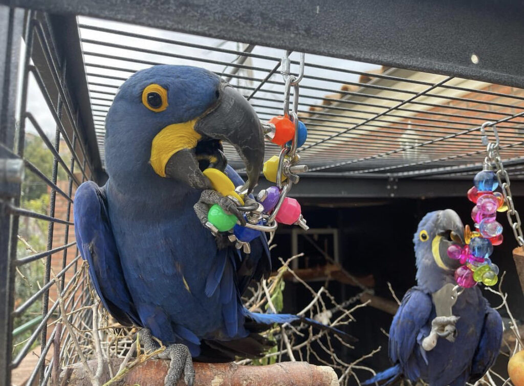  Hyacinth Macaws for sale