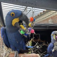 Hyacinth Macaws for sale