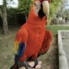 Buy Scarlet Macaw Parrot